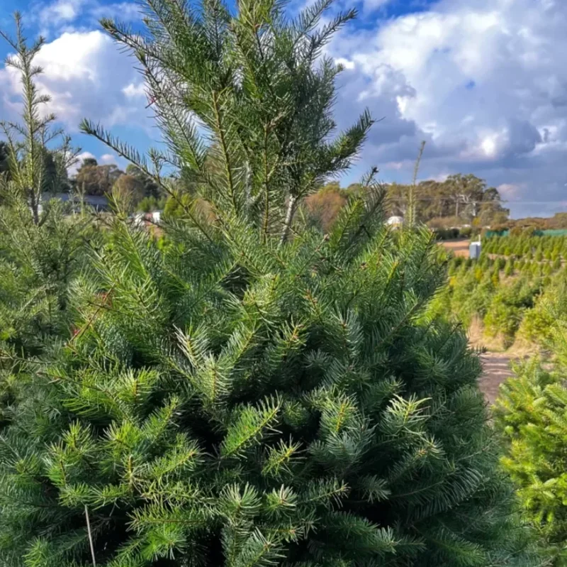2 Live Douglas Fir Trees - Small Potted Evergreen Plants - Fragrant & Hardy - Image 1