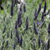 2 Live Lavender 'Godwin Creek' Plants, 3-6" Tall, Fragrant Herb - Image 1