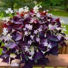 3 Live Oxalis Shamrock Clover Plants – Charming Indoor & Shade Foliage - Image 1