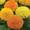 African Marigold Mix Live Plant – 3-6" Tall Annual Flower – Easy Grow Outdoor - Image 1