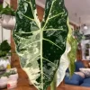 Alocasia Frydek Variegated Plant – Live Houseplant – 3-5" Tall – Indoor Foliage - Image 1
