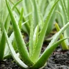 Aloe Vera Live Plant – 2 inch Pot – Indoor Houseplant Succulent - Image 1