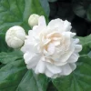Arabian Jasmine Live Plant - Fragrant White Flowers, 5" Height, 3" Pot - Image 1