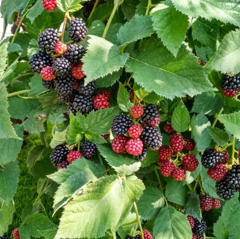 Arapaho Thornless Blackberry Live Plant – Fruit Cane, 4-10" Tall, Outdoor - Image 2