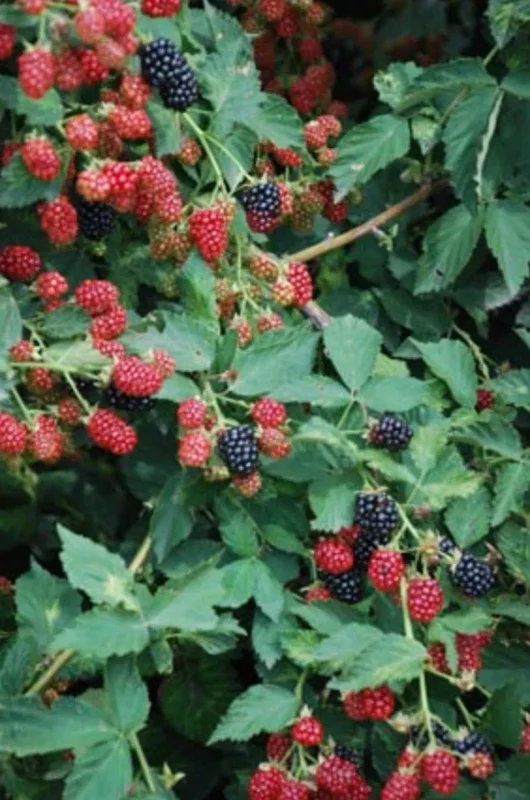 Arapaho Thornless Blackberry Live Plant – Fruit Cane, 4-10" Tall, Outdoor - Image 3