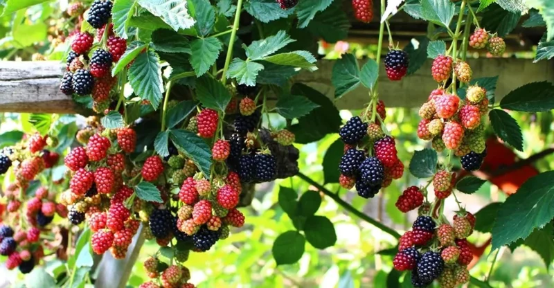 Arapaho Thornless Blackberry Live Plant – Fruit Cane, 4-10" Tall, Outdoor - Image 4