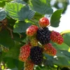 Arapaho Thornless Blackberry Live Plant – Fruit Cane, 4-10" Tall, Outdoor - Image 1