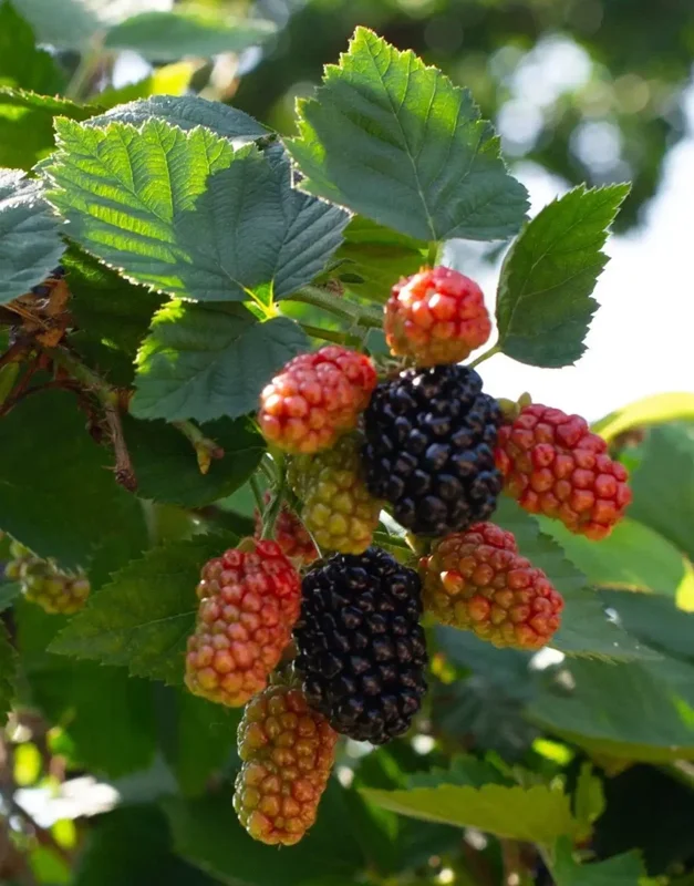Arapaho Thornless Blackberry Live Plant – Fruit Cane, 4-10" Tall, Outdoor - Image 1