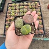 Assorted Lithops Live Plant – Living Stone Succulent – 2 Inch Pot - Image 1