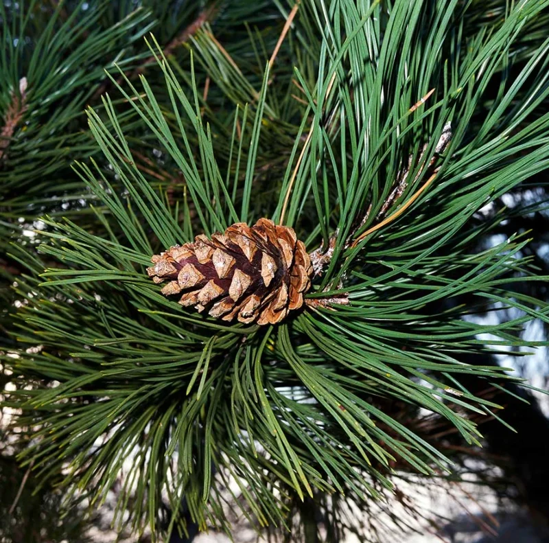 Austrian Pine Live Tree – Hardy Evergreen Plant 4-6" Tall in 4" Pot - Image 2