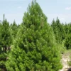Austrian Pine Live Tree – Hardy Evergreen Plant 4-6" Tall in 4" Pot - Image 1