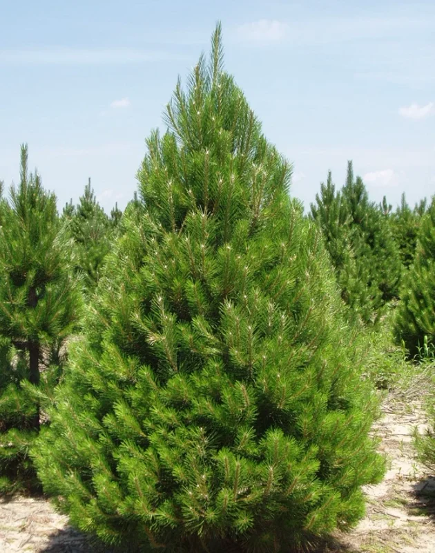Austrian Pine Live Tree – Hardy Evergreen Plant 4-6" Tall in 4" Pot - Image 1