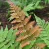 Autumn Fern Live Plant – 2 inch Pot – Indoor/Outdoor Shade Fern – Easy Care - Image 1