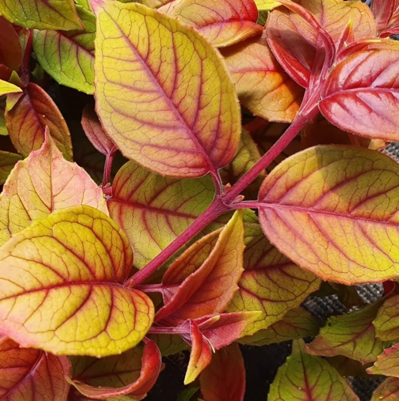 Autumnale Fuchsia Live Plant – 5" Pot – Small Shrub 10-14" Tall – Red & Purple Blooms - Image 2