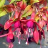 Autumnale Fuchsia Live Plant – 5" Pot – Small Shrub 10-14" Tall – Red & Purple Blooms - Image 1