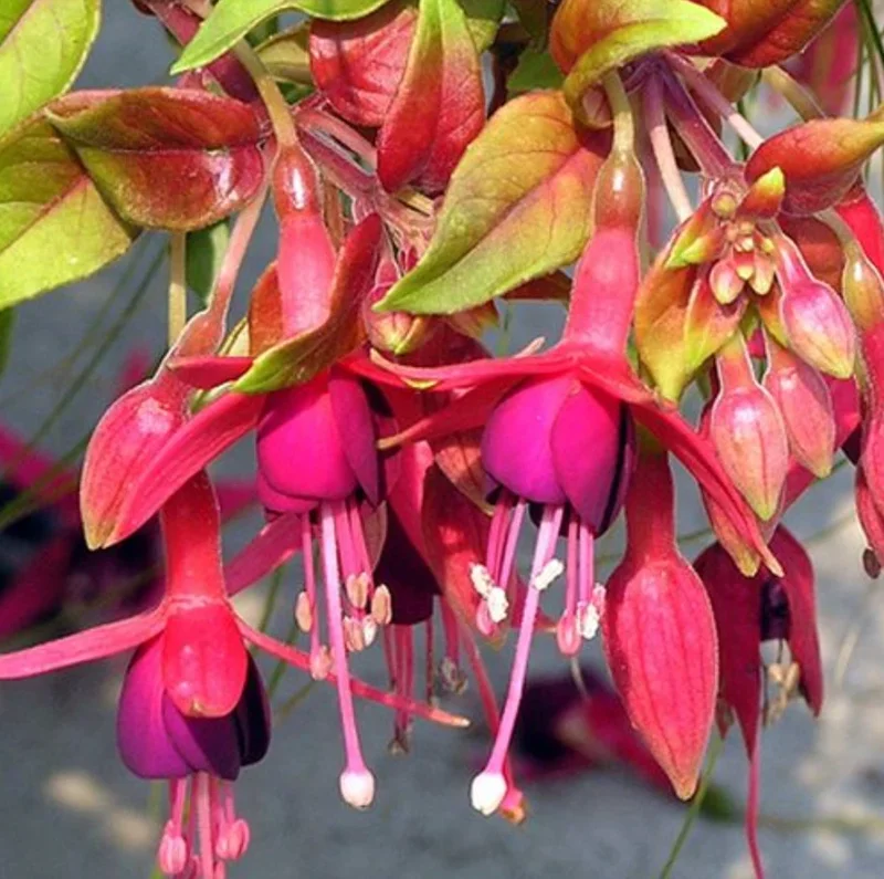 Autumnale Fuchsia Live Plant – 5" Pot – Small Shrub 10-14" Tall – Red & Purple Blooms - Image 1