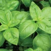 Basil Herb Live Plant - 8 Inch Tall Potted Herb for Indoor/Outdoor Culinary Use - Image 1