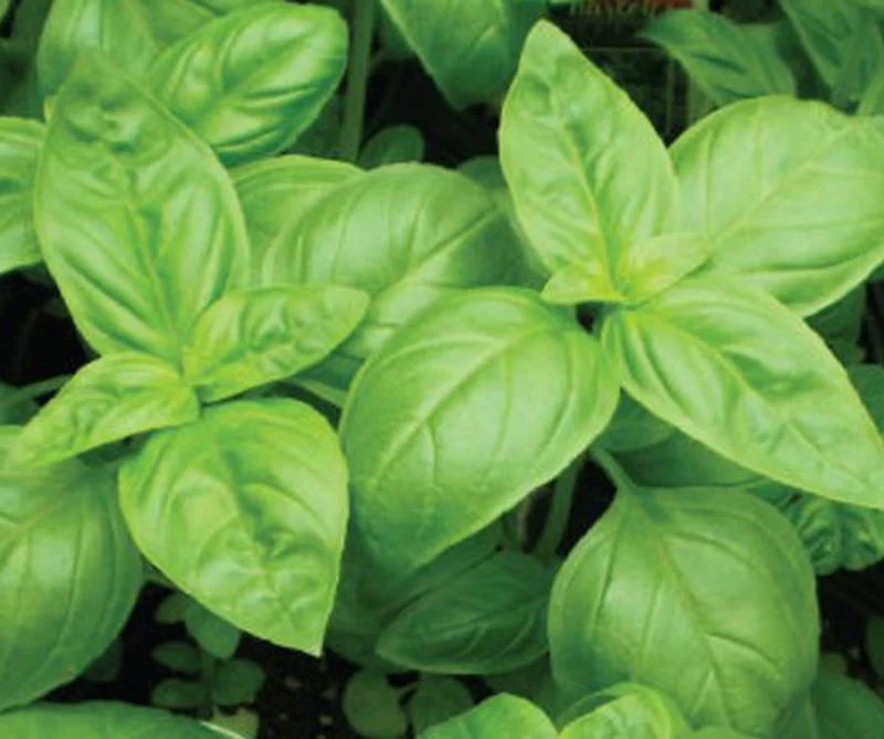 Basil Herb Live Plant - 8 Inch Tall Potted Herb for Indoor/Outdoor Culinary Use - Image 1
