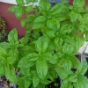Basil Italian Leaf Live Plant – 1 Pot (2 Plants) – Large Herb Plant - Image 1