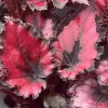 Begonia Red Robin Live Plant – Ornamental Foliage, 4-6" Tall – Indoor/Outdoor - Image 1