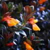 Black Goldfish Live Plant – Trailing Houseplant, 4 inch Pot, Ornamental Flowering - Image 1