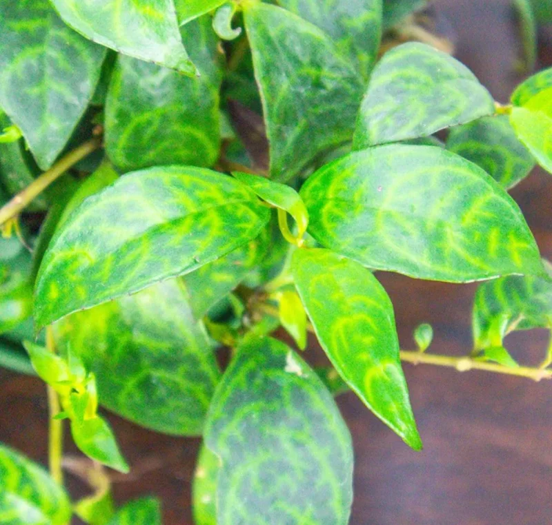 Black Pagoda Lipstick Plant Live Plant – 4 inch Pot – Unique Indoor Succulent - Image 2