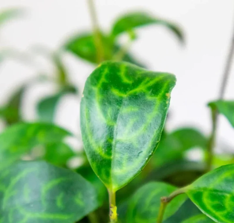 Black Pagoda Lipstick Plant Live Plant – 4 inch Pot – Unique Indoor Succulent - Image 3