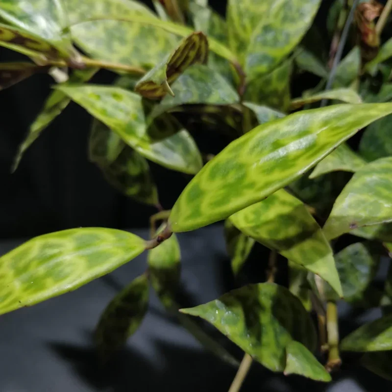 Black Pagoda Lipstick Plant Live Plant – 4 inch Pot – Unique Indoor Succulent - Image 4