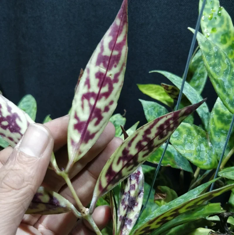 Black Pagoda Lipstick Plant Live Plant – 4 inch Pot – Unique Indoor Succulent - Image 5
