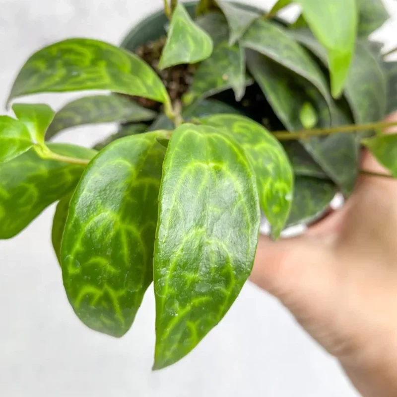 Black Pagoda Lipstick Plant Live Plant – 4 inch Pot – Unique Indoor Succulent - Image 6