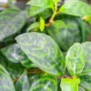 Black Pagoda Lipstick Plant Live Plant – 4 inch Pot – Unique Indoor Succulent - Image 1