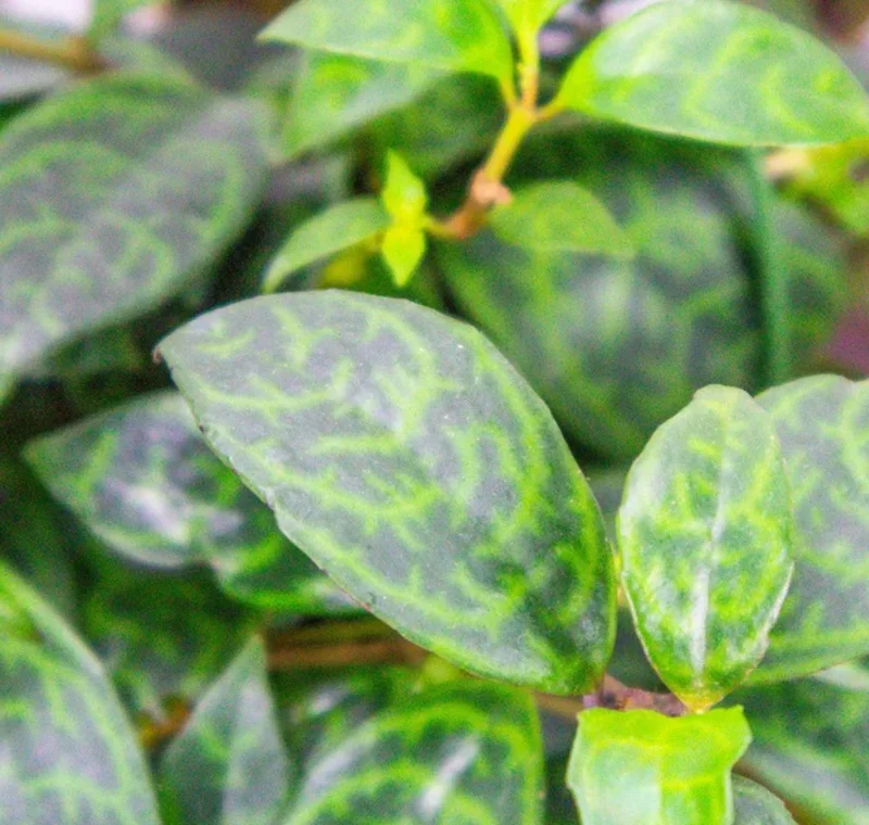 Black Pagoda Lipstick Plant Live Plant – 4 inch Pot – Unique Indoor Succulent - Image 1