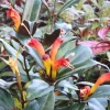 Black Pagoda Lipstick Plant - Live Trailing Houseplant in 2" Pot - Image 1