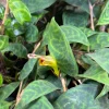 Black Pagoda Lipstick Plant – Live Trailing Houseplant – 6 Inch Pot - Image 1