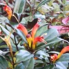 Black Pagoda Lipstick Plant - Trailing Houseplant, Live Plant, 3 Inch Pot - Image 1