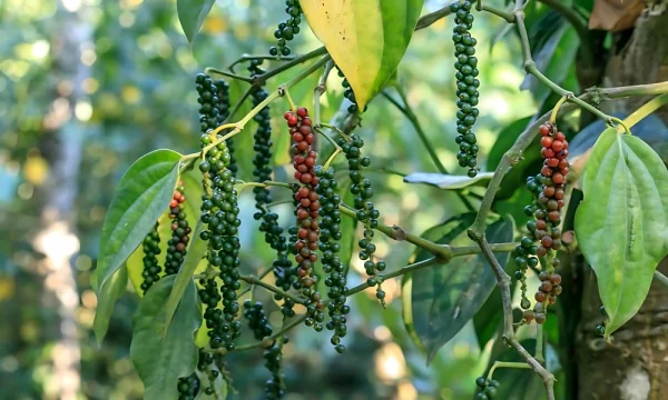 How to Grow Black Pepper Plants: A Complete Care Guide