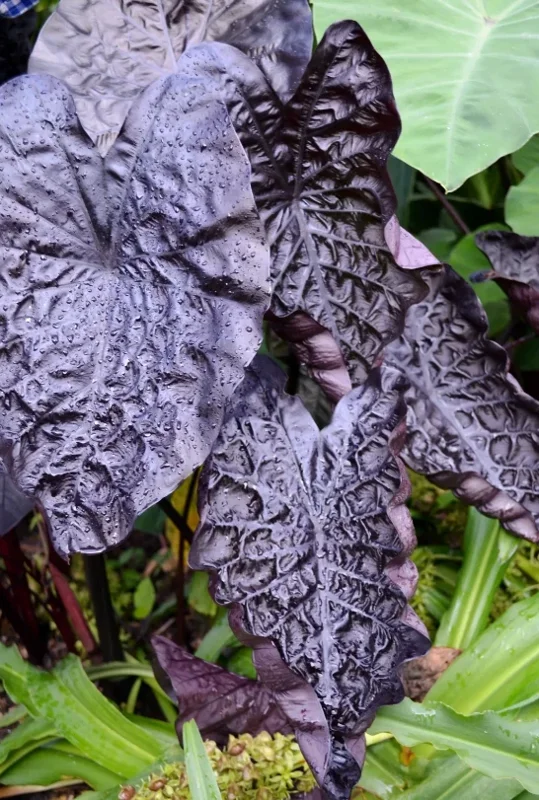 Black Ripple Colocasia Live Plant – 4-6" Tall – Tropical Elephant Ear - Image 2