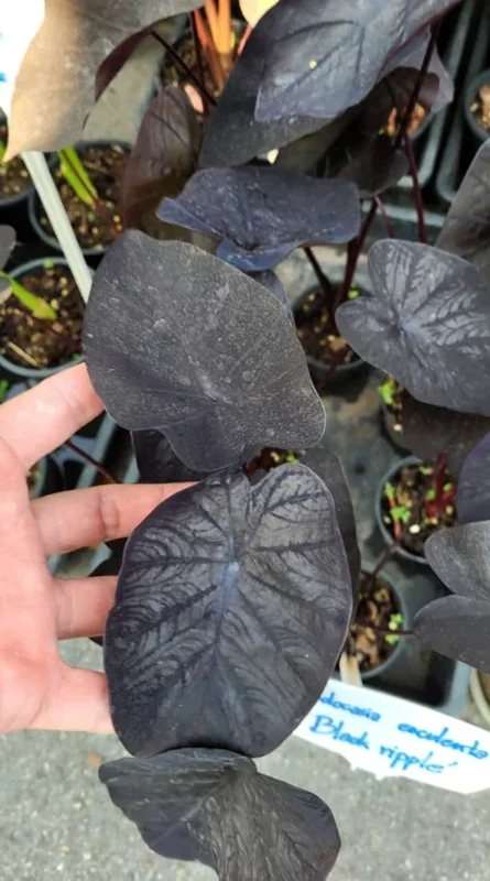 Black Ripple Colocasia Live Plant – 4-6" Tall – Tropical Elephant Ear - Image 3