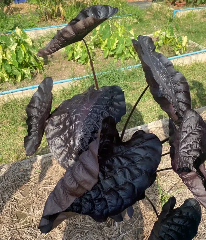 Black Ripple Colocasia Live Plant – 4-6" Tall – Tropical Elephant Ear - Image 4