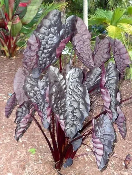 Black Ripple Colocasia Live Plant – 4-6" Tall – Tropical Elephant Ear - Image 5