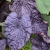 Black Ripple Colocasia Live Plant – 4-6" Tall – Tropical Elephant Ear - Image 1