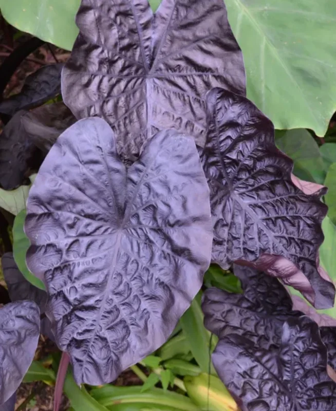 Black Ripple Colocasia Live Plant – 4-6" Tall – Tropical Elephant Ear - Image 1