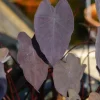 Black Ruffle Colocasia Live Plant – Elephant Ear Taro – 6-15" Tall - Image 1