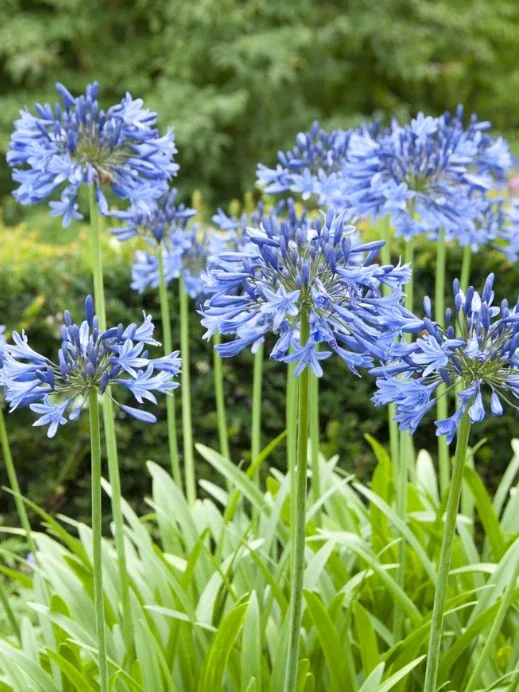 Blue African Agapanthus Live Plant – 6-8" Tall Starter Plant – Outdoor Garden - Image 2