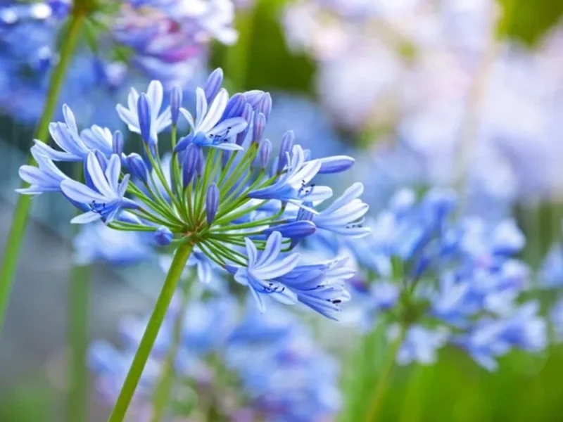 Blue African Agapanthus Live Plant – 6-8" Tall Starter Plant – Outdoor Garden - Image 3