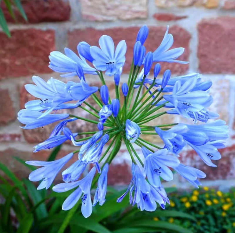 Blue African Agapanthus Live Plant – 6-8" Tall Starter Plant – Outdoor Garden - Image 4