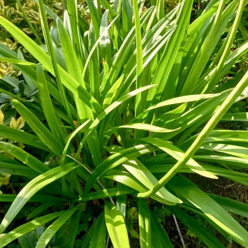 Blue African Agapanthus Live Plant – 6-8" Tall Starter Plant – Outdoor Garden - Image 5