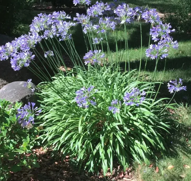 Blue African Agapanthus Live Plant – 6-8" Tall Starter Plant – Outdoor Garden - Image 6