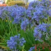Blue African Agapanthus Live Plant – 6-8" Tall Starter Plant – Outdoor Garden - Image 1