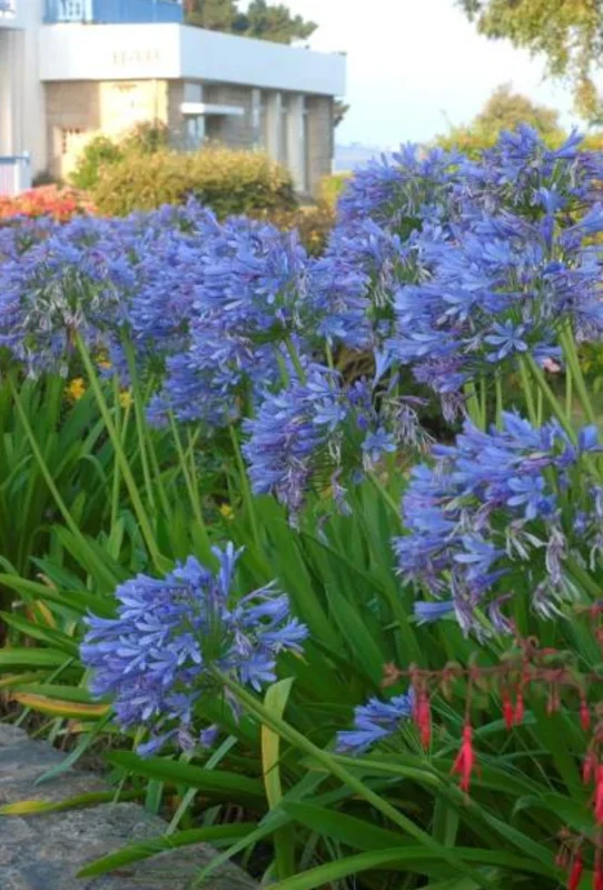 Blue African Agapanthus Live Plant – 6-8" Tall Starter Plant – Outdoor Garden - Image 1